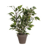 Plante artificielle Ficus natasja Vert