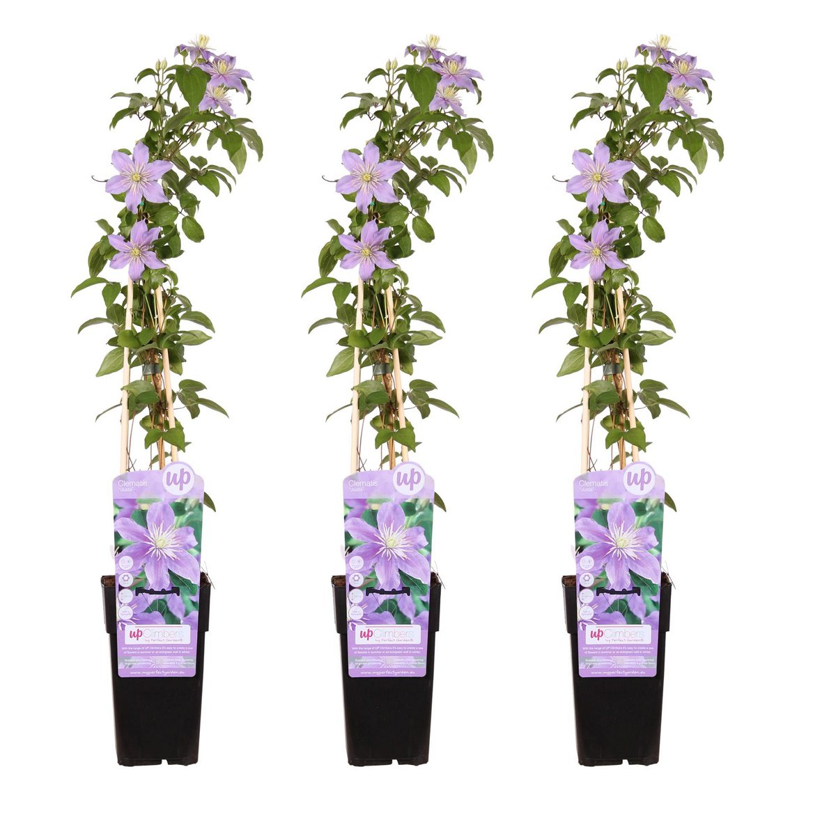 3x - Clematis juste - ↨65cm - Ø15
