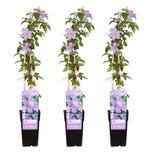 3x - Clematis juste - ↨65cm - Ø15
