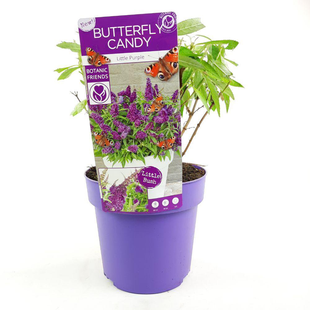 Buddleja Dav. 'Butterfly Candy Little Purple' - plante d'intérieur avec fleurs violettes