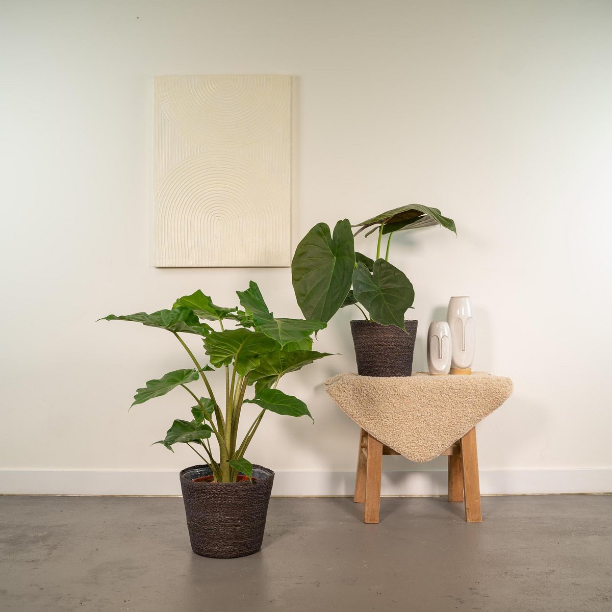 Wentui Alocasia - 60 cm - Ø19cm + Portodora Alocasia - 75 cm - Ø21 cm