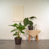 Wentui Alocasia - 60 cm - Ø19cm + Portodora Alocasia - 75 cm - Ø21 cm