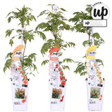 Lot de 3 plantes Campsis Summer colorées