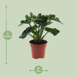 Philodendron Atom - Ø12cm - ↕25cm