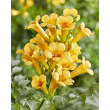 2x - Campsis Summer Jazz 'Trumpet' - ↨65cm - Ø15