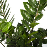 Zamioculcas Zamiifolia - Palmier émeraude - Ø21cm - ↕80cm