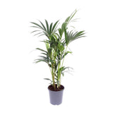 Howea Forstesteriana - Ø21cm - ↕100cm