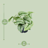 Plante artificielle Scindapsus Piche Trebie 15 cm verte