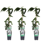 Clematis armandii - 3 pièces - Ø15cm - ↕65cm