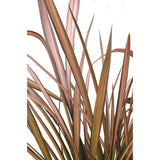 Phormium 'rose flamanto' - Ø14cm - ↕50cm