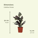 2x Calathea Ornatata - Pauwenplant - 50cm - Ø14