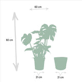 Lot de 2 plantes Monstera et Musa nain Cavendish