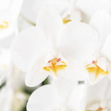 Orchidées blanches en pot dans un cadre moderne