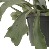 2x Kokodama Platycerium Hang - Hertshoornvaren - 35 cm - Ø15