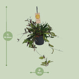 Trou charnu compact - Ø19cm - ↕20cm