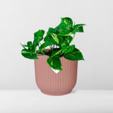 Plante Epipremnum pinnatum orange Ø14 cm
