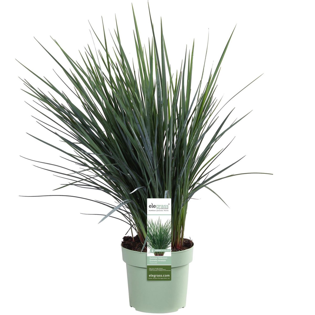 Dianella Coolvista - gros plan sur les feuilles