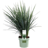 Dianella Coolvista - gros plan sur les feuilles