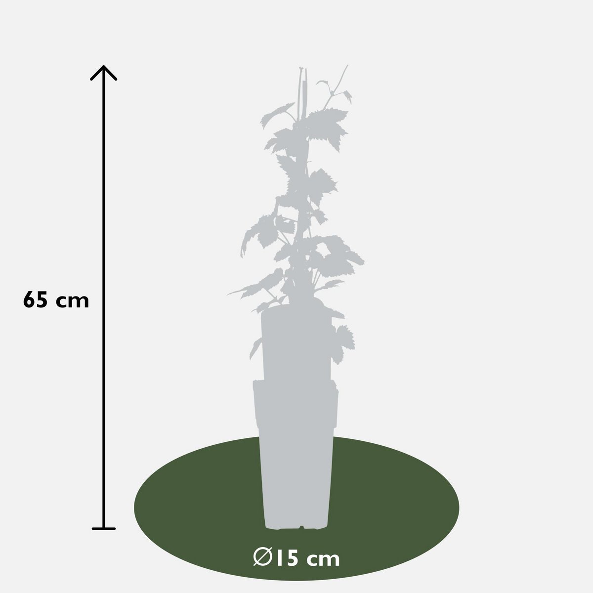 Lot de 4 plantes Humulus sombre naturel