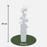 Lot de 4 plantes Humulus sombre naturel