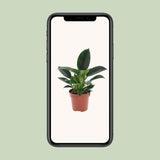 Philodendron Ø12 cm H25 cm