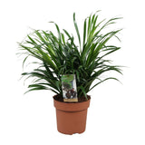 Dracaena Anita - Ø17cm - ↕45cm