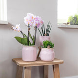 Kolibri Orchids - Surprise box mix - boîte de remise de plantes - boîte surprise avec 4 orchidées différentes - fraîches du producteur