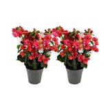Lot de 2 bougainvilliers rouges en pot Ø12 cm
