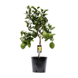 Plante citrus citron Ø22 cm hauteur 80 cm
