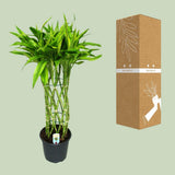 Dracaena Sandriana dorée en pot 19 cm
