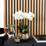 Lot de 2 orchidées Phalaenopsis blanches en pot Ø12 cm