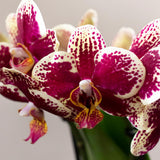 Ensemble orchidée Phalaenopsis et plantes en terre cuite avec plateau doré