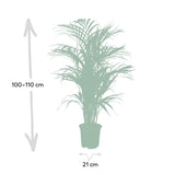 Dypsis Lutescens - Palmier Areca - Ø21cm - ↕110cm