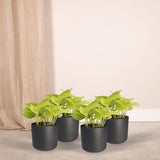 Lot de 4 epipremnums pothos dorés en pot Ø12 cm