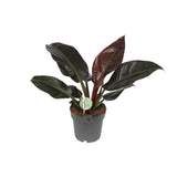 Philodendron Imperial rouge en pot Ø19 cm