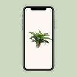 Philodendron Imperial vert Ø34 cm hauteur 90 cm