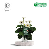 Plante Gerbera blanche en pot Ø19 cm