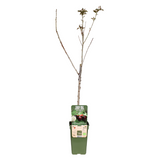Prunus avium Regina - Kers - Ø19cm - ↕60cm