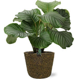 Calathea orbifolia avec pot noir
