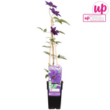 Clématite le président violet - Ø15 cm - 65 cm