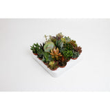 Mélange succulent - 20 pièces, plantes variées en pot décoratif