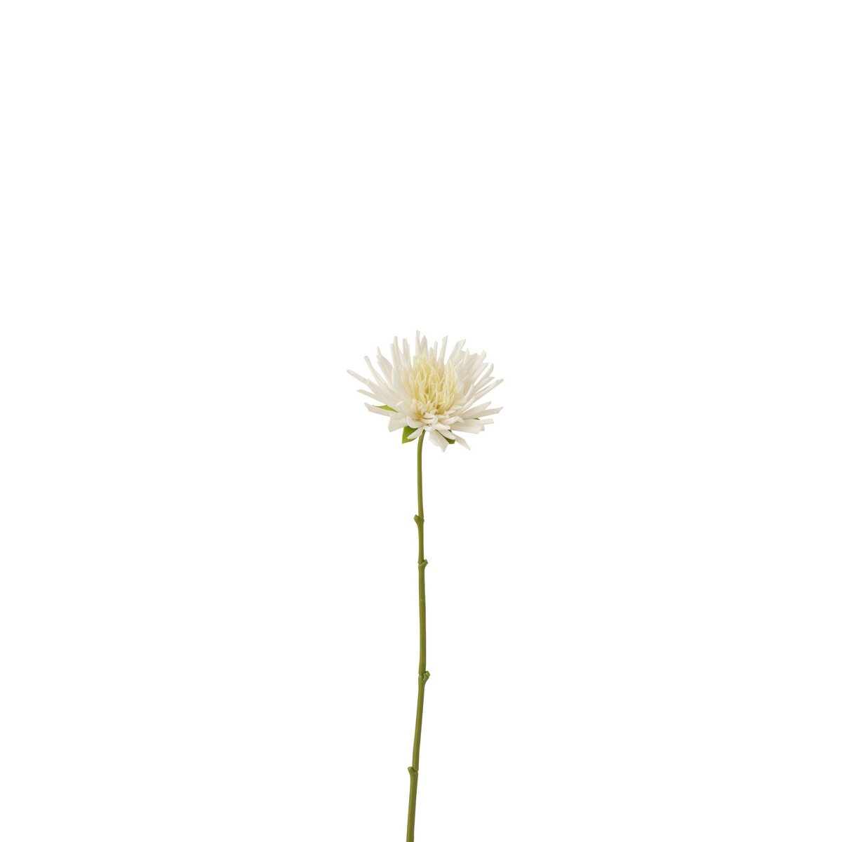 Mini chrysanthème blanc J-Line, gros plan sur les pétales délicats