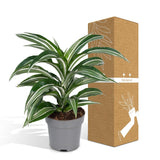 Dracaena Fragrans Fourrure Blanche - Dragonnier - Ø17cm - ↕50cm