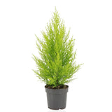 Cupressus marrocarpa twind - Ø14cm - ↕55cm
