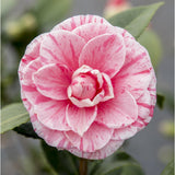 Camellia japonica Bonomiana - Ø29 - ↨90cm