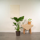 Strelitzia Nicolai - Ø19cm - ↕90cm + man igmar