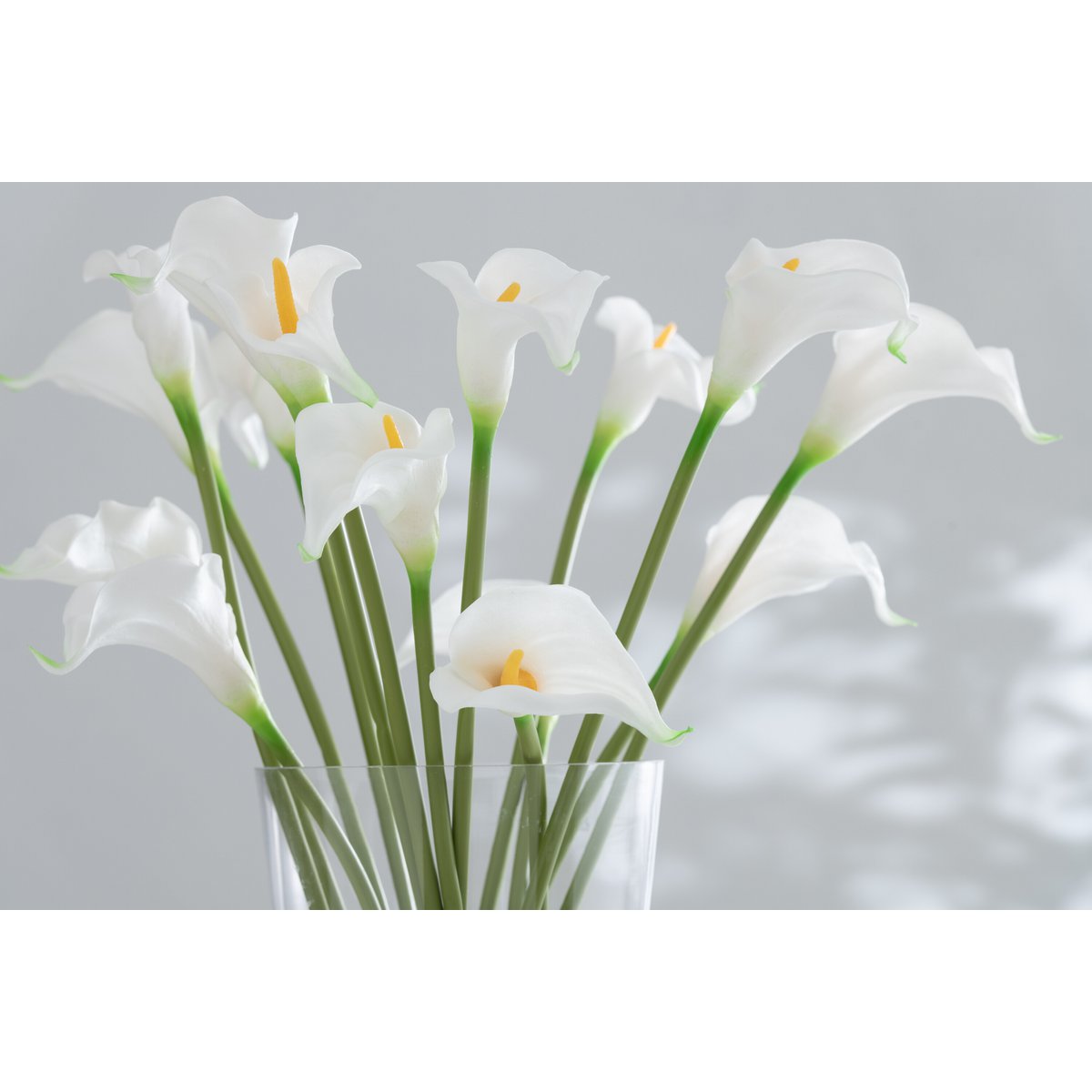 Vue rapprochée des fleurs Calla Lily blanches de J-Line