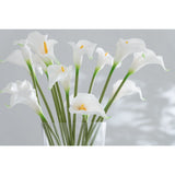 Vue rapprochée des fleurs Calla Lily blanches de J-Line