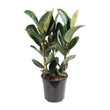 Ficus élastique robuste - Ø27cm - ↕85cm
