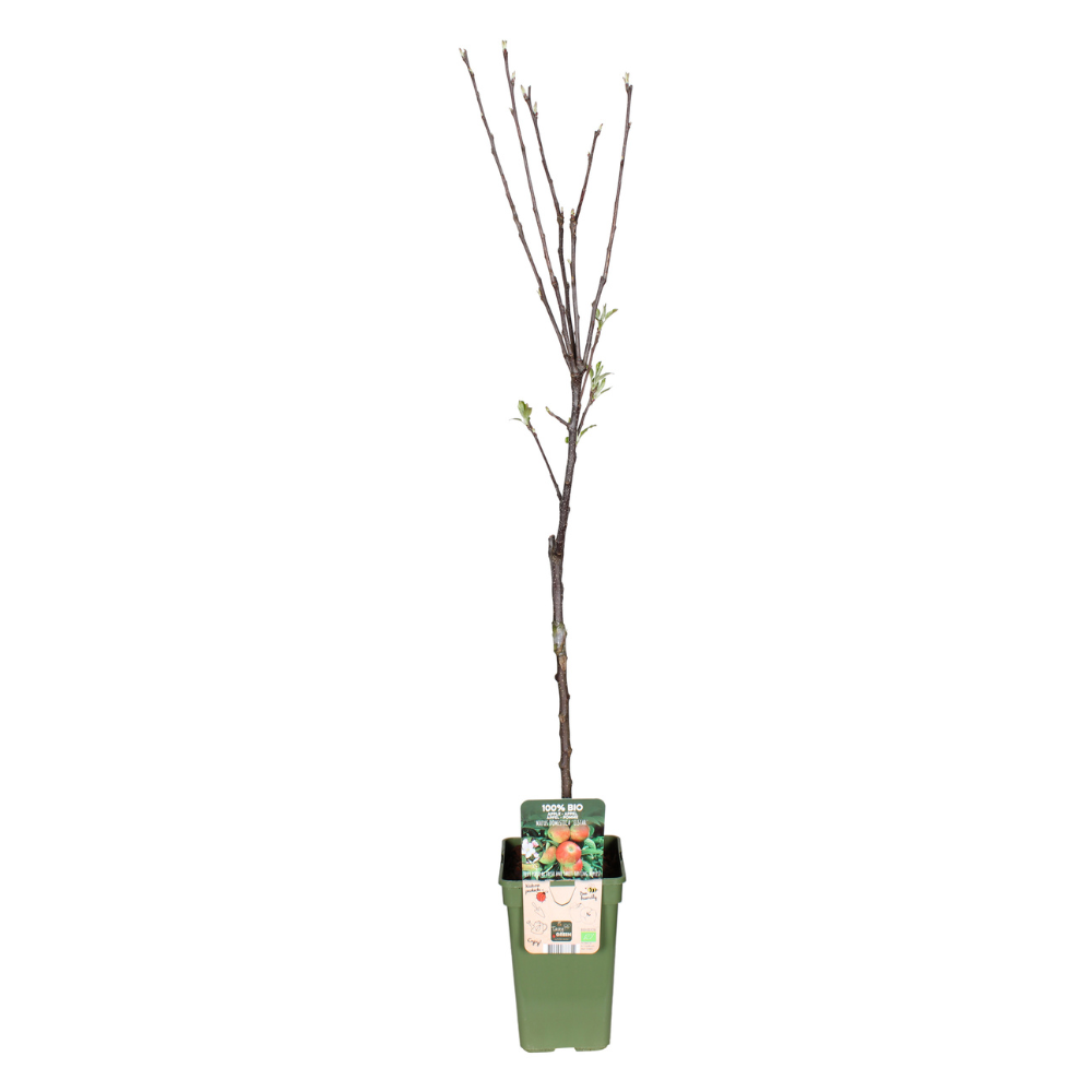 Malus domestica elstar - Pomme décorative élégante Ø19cm - Hauteur 60cm